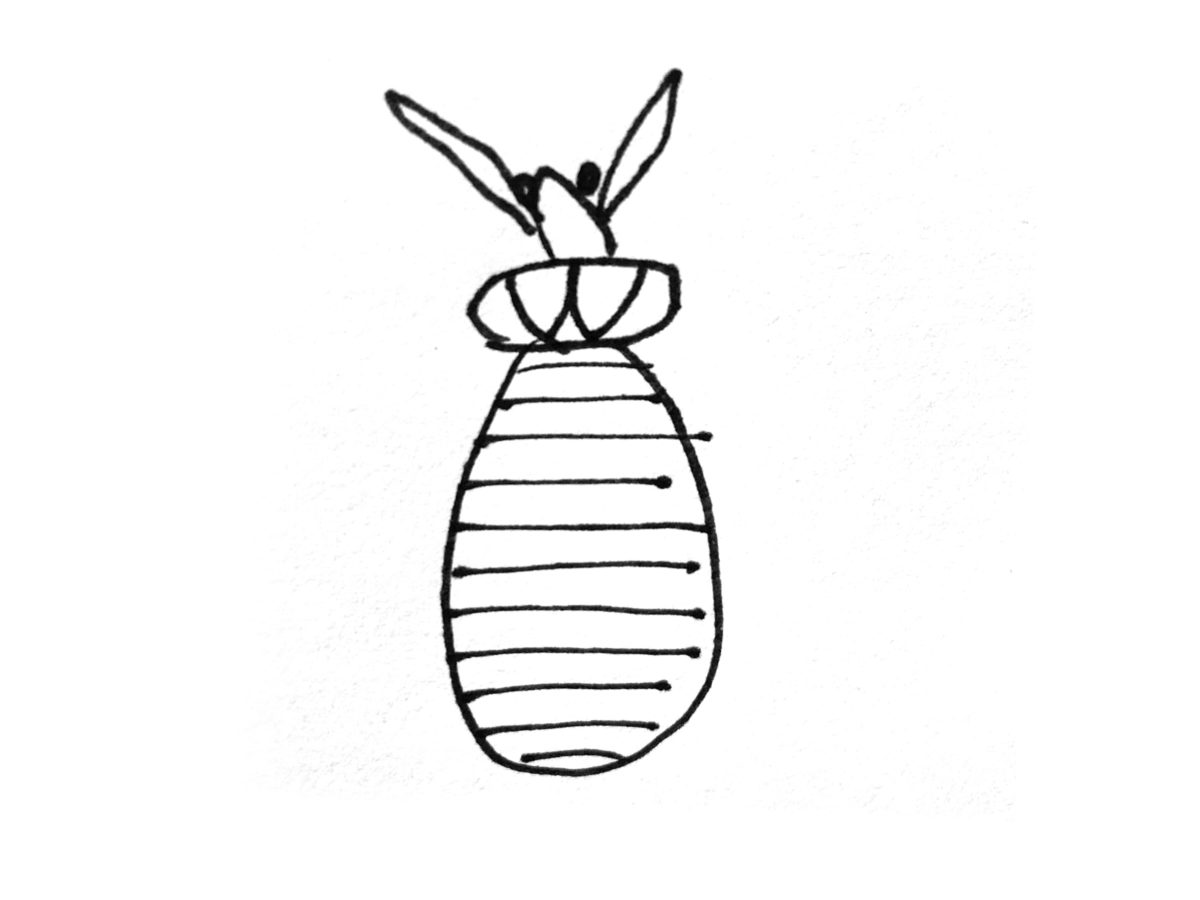 Detail view of drawing a bedbug activity.