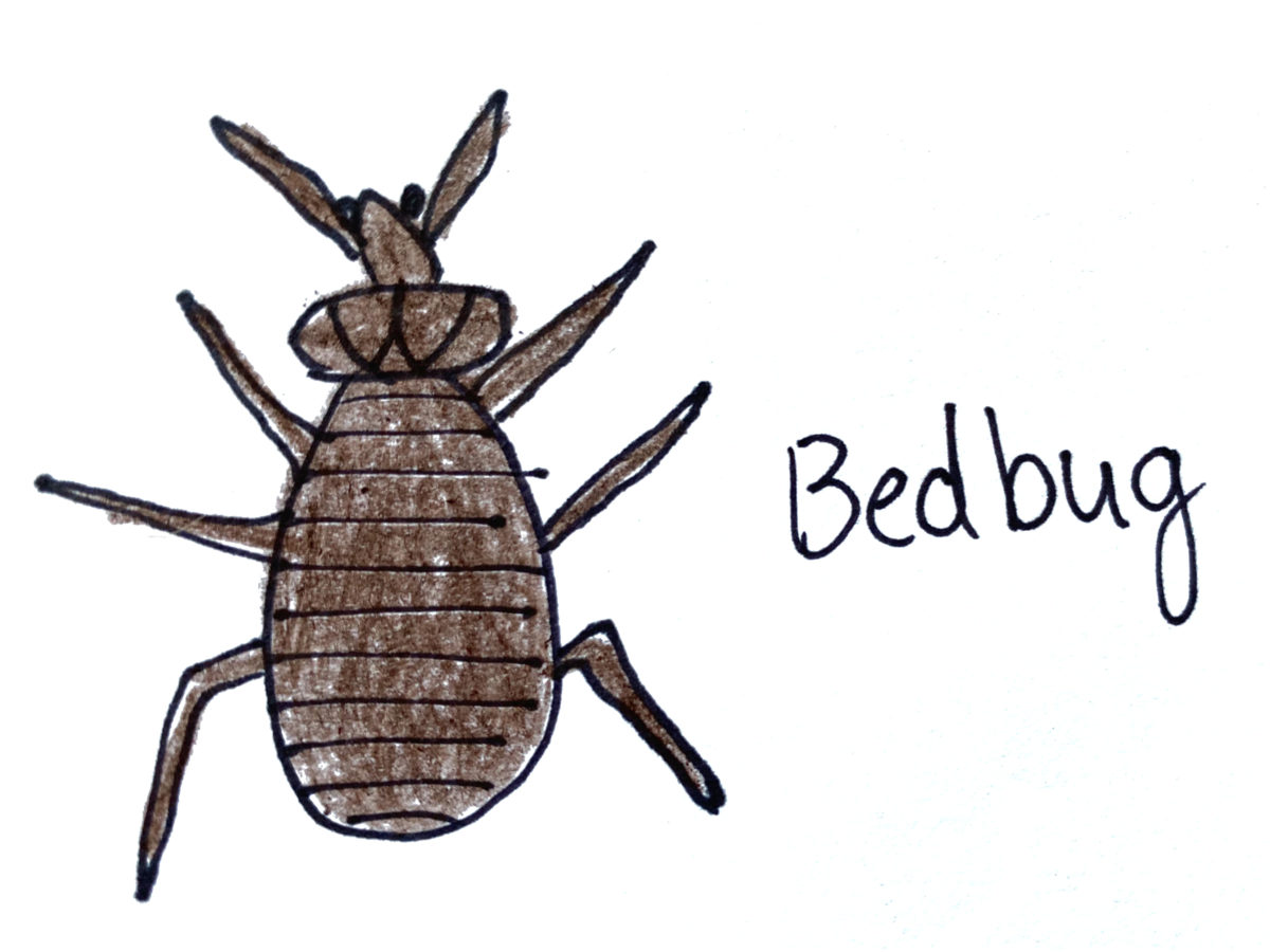 Detail view of drawing a bedbug activity.
