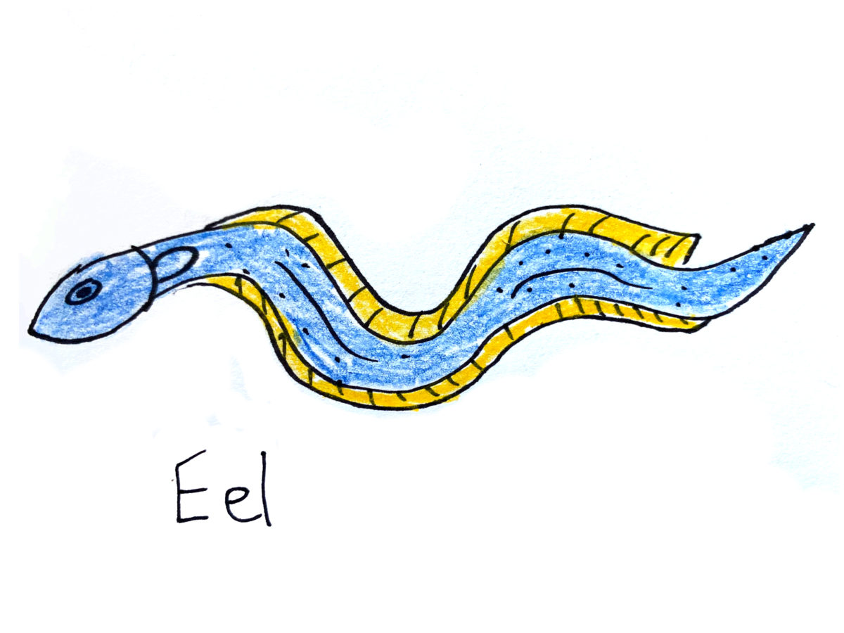 Detail view of drawing an eel activity.
